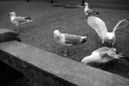 Loeka Horsman fotografie fotograaf Noord-Holland portretfotograaf professional portrait portret portretfotografie kunst art fashion editorial alternative photography Alkmaar Meeuwen 