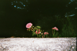 Loeka Horsman fotografie fotograaf Noord-Holland portretfotograaf professional portrait portret portretfotografie kunst art fashion editorial alternative photography flower 