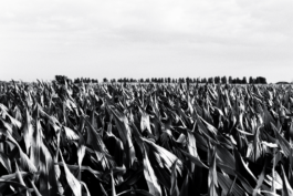 Loeka Horsman fotografie fotograaf Noord-Holland portretfotograaf professional portrait portret portretfotografie kunst art fashion editorial alternative photography alkmaar grafisch analoog 