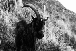 Loeka Horsman fotografie fotograaf Noord-Holland portretfotograaf professional portrait portret portretfotografie kunst art fashion editorial alternative photography goat goth metal geit 