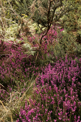 Loeka Horsman fotografie fotograaf Noord-Holland portretfotograaf professional portrait portret portretfotografie kunst art fashion editorial alternative photography Bretagne