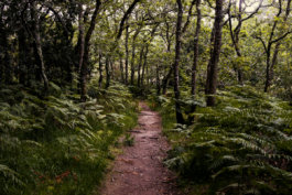 Loeka Horsman fotografie fotograaf Noord-Holland portretfotograaf professional portrait portret portretfotografie kunst art fashion editorial alternative photography ritual Bretagne