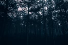 Loeka Horsman fotografie fotograaf Noord-Holland portretfotograaf professional portrait portret portretfotografie kunst art fashion editorial alternative photography forest horror 