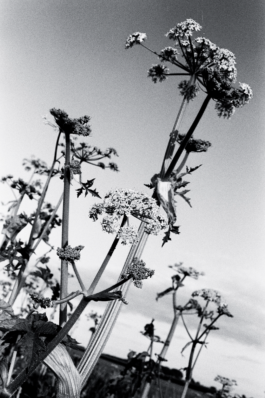 Loeka Horsman fotografie fotograaf Noord-Holland portretfotograaf professional portrait portret portretfotografie kunst art fashion editorial alternative photography stilleven analoog 