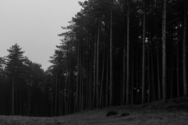 Loeka Horsman fotografie fotograaf Noord-Holland portretfotograaf professional portrait portret portretfotografie kunst art fashion editorial alternative photography alkmaar Wood Witch Zoë 